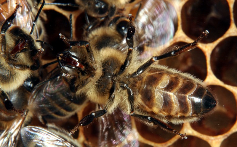 Honigbiene mit aktiven Wachsdr�sen - Baubiene